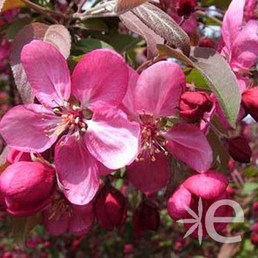 MALUS x Coccinella ® CTR...