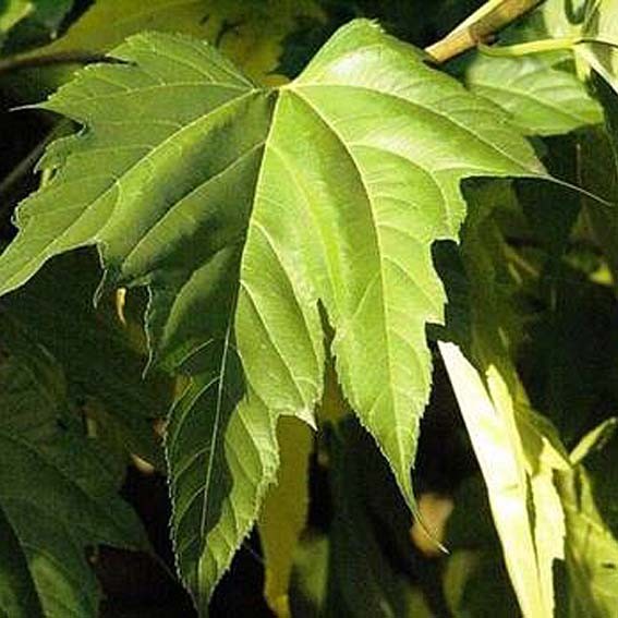 MORUS platanifolia...