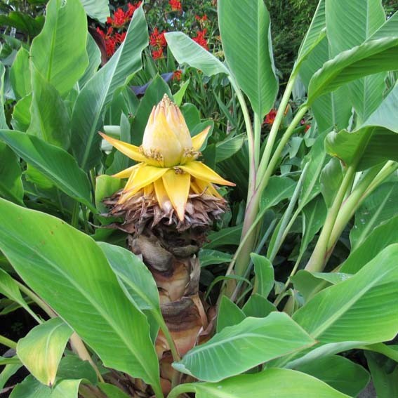 MUSA musella Lasiocarpa CTR 5L