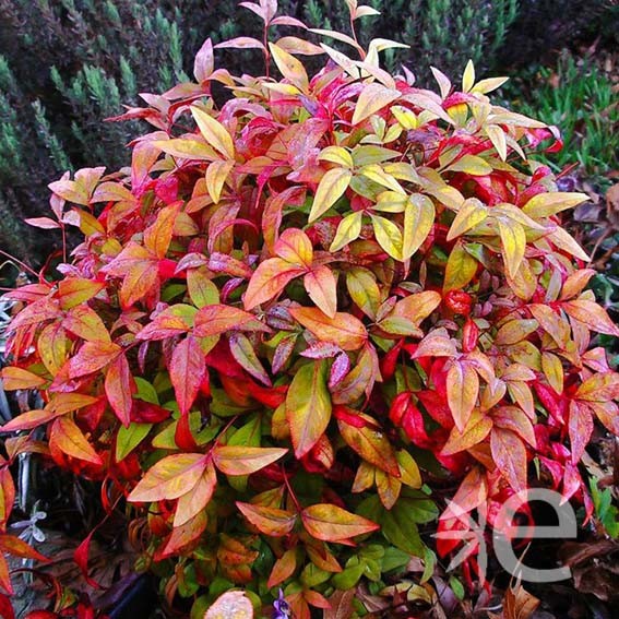 NANDINA domestica Fire...