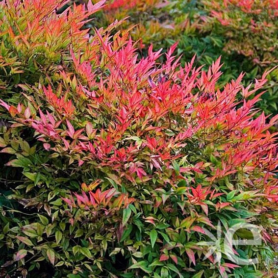 NANDINA domestica Gulf...