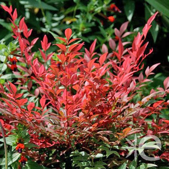 NANDINA domestica Obsessed...