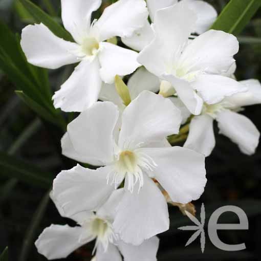 NERIUM oleander Blanc...