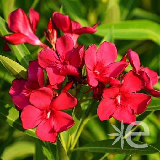 NERIUM oleander Rouge...