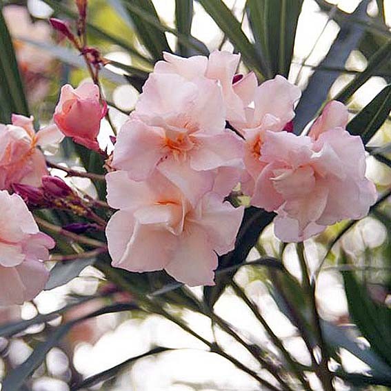 NERIUM oleander Saumon...