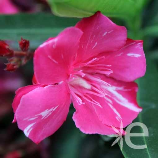 NERIUM oleander Geant...