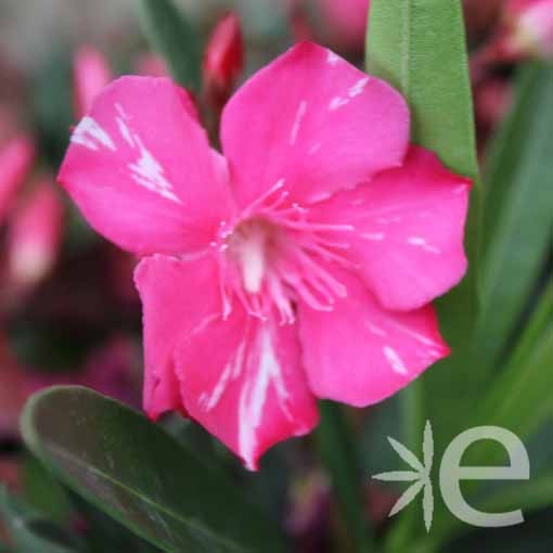 NERIUM oleander Rouge geant...