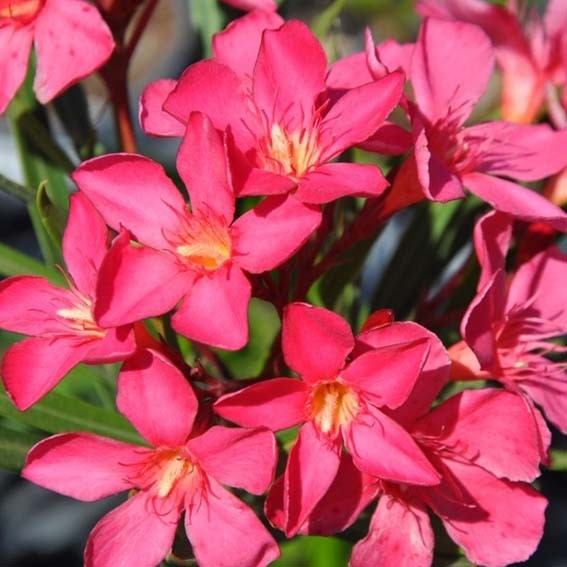 NERIUM oleander Papa...