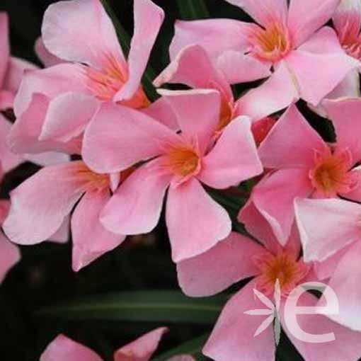 NERIUM oleander Piscenois...