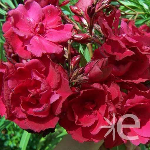 NERIUM oleander Rouge...