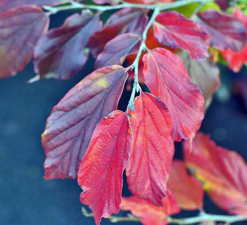 PARROTIA persica Bella CTR 7L