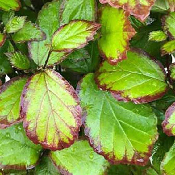 PARROTIA persica Persian...