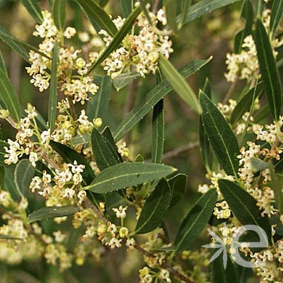 PHILLYREA angustifolia CTR 7L