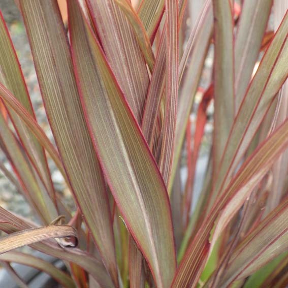 PHORMIUM x Surfer bronze...