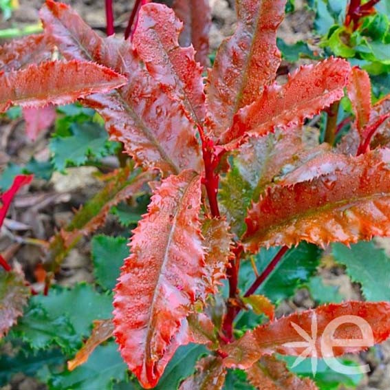 PHOTINIA serratifolia...