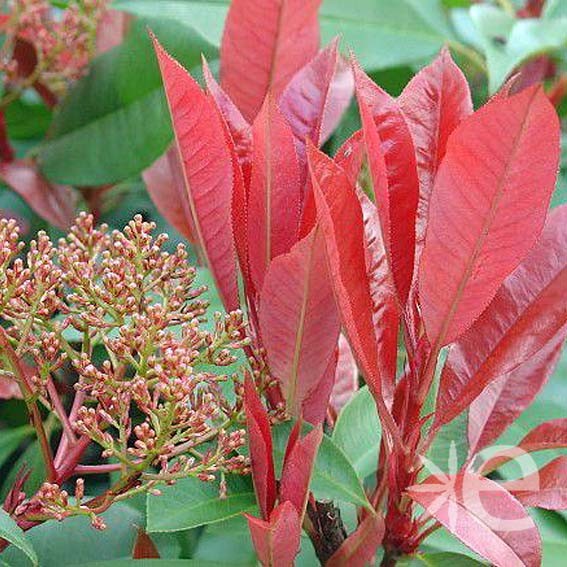 PHOTINIA x fraseri Mont...