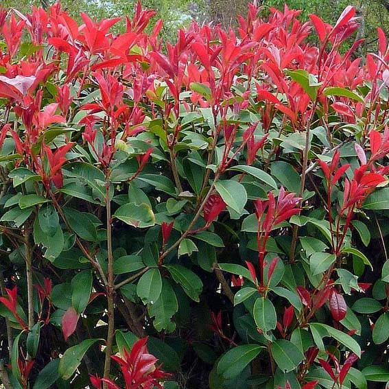 PHOTINIA x fraseri Red...