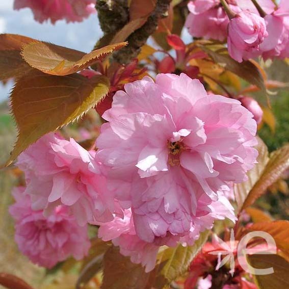 PRUNUS serrulata Kanzan (ou...