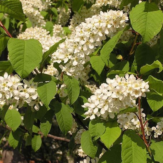 PRUNUS padus Le thoureil...