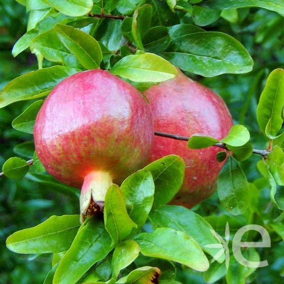 PUNICA granatum fruits Fina...