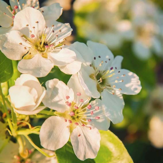 PYRUS calleryana...