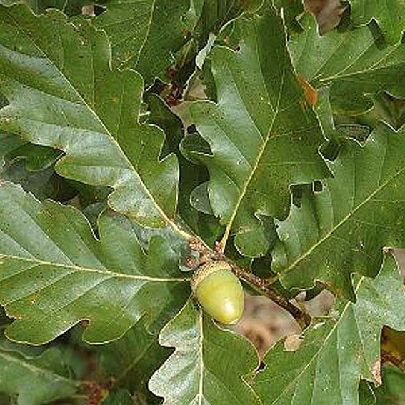 QUERCUS petraea CTR 3L