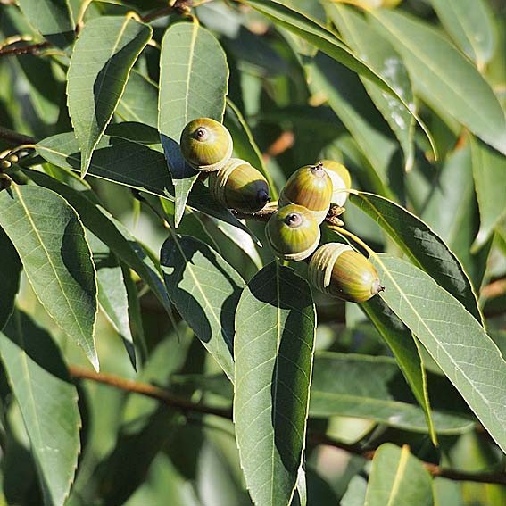 QUERCUS myrsinaefolia CTR...