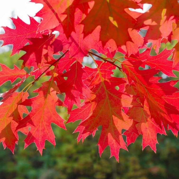 QUERCUS rubra CTR 10L 150/200