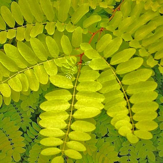 ROBINIA pseudoacacia Frisia...