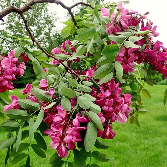 Robinia pseudoacacia Casque Rouge - Robinier faux acacia rose-pourpré