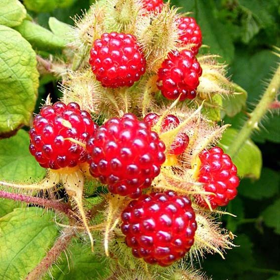 RUBUS phoenicolasius CTR 3L