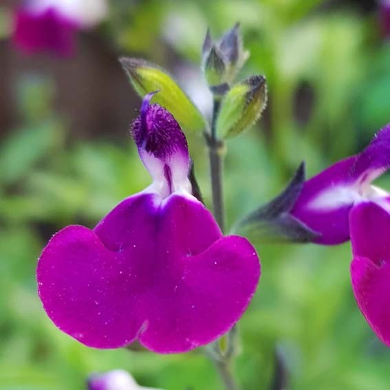 SALVIA greggi Amethyst lips...