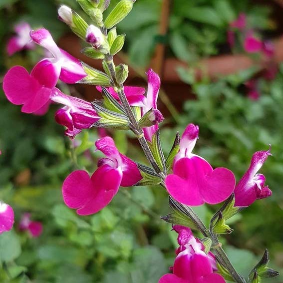 SALVIA greggi Cherry lips...