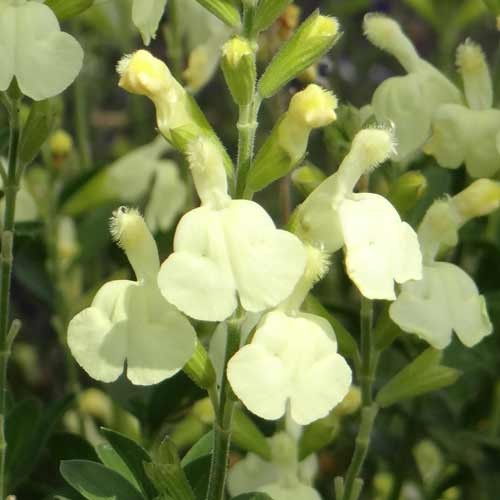 SALVIA greggi Jaune CTR 3L