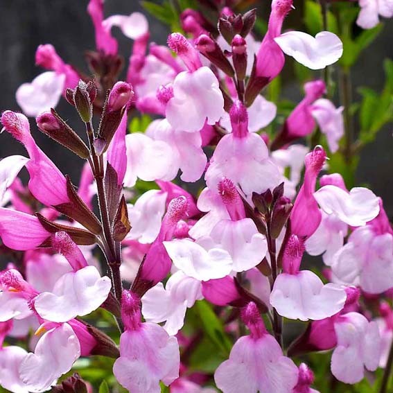 SALVIA greggi Joy CTR 3L