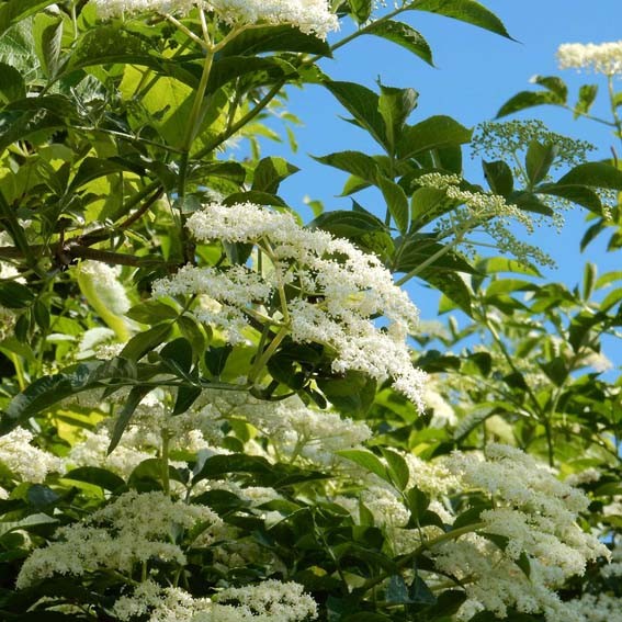 SAMBUCUS nigra CTR 3L