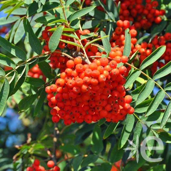 SORBUS aucuparia CTR 3L