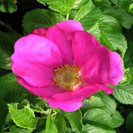 ROSIER paysager Rosa Rugosa Exception CTR 3L