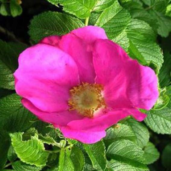 ROSIER paysager Rosa Rugosa...