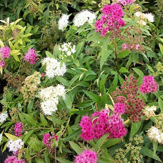 SPIRAEA japonica Shirobana...