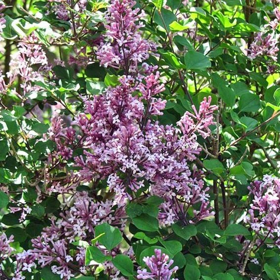 SYRINGA meyeri Palibin CTR 3L