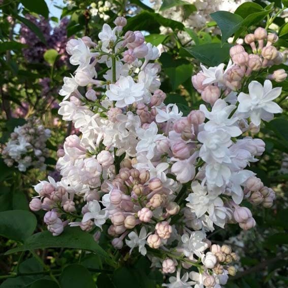 SYRINGA vulgaris Belle de...