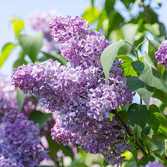 SYRINGA vulgaris Michel...