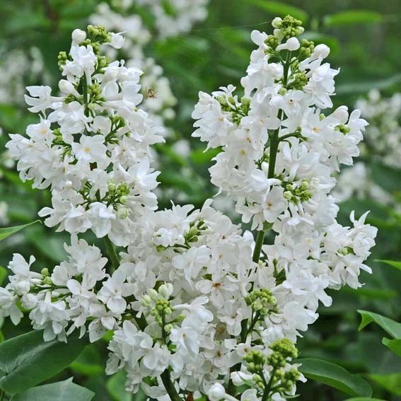 SYRINGA vulgaris Mme...