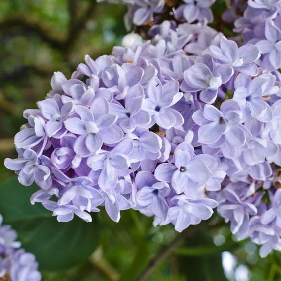 SYRINGA vulgaris Président...