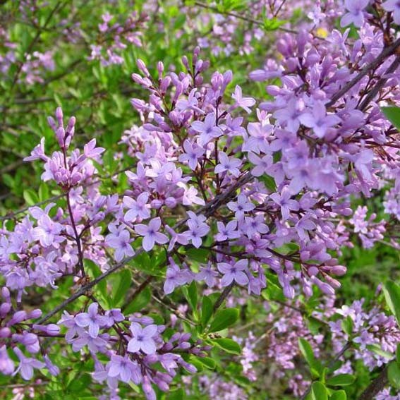 SYRINGA laciniata CTR 3L