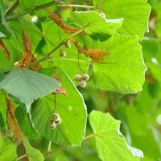 TILIA platyphyllos CTR 10L...