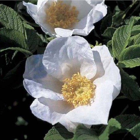 ROSIER paysager Rosa Rugosa Alba CTR 3L