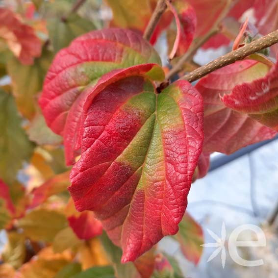 PARROTIA persica Vanessa...