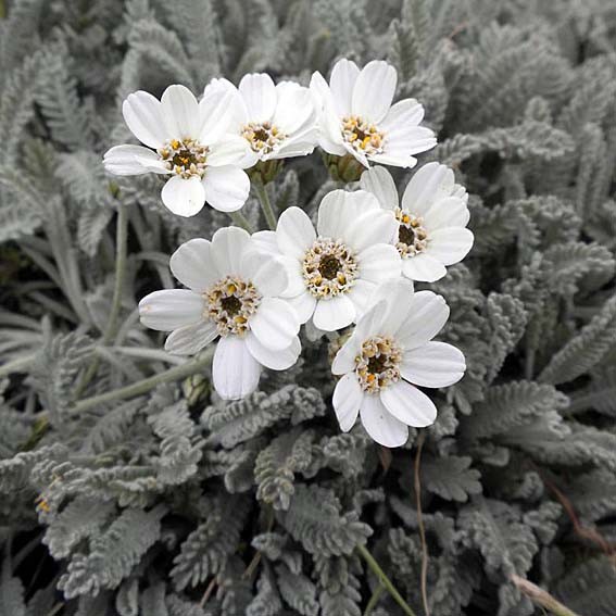 ACHILLEA Umbellata* CTR 1L